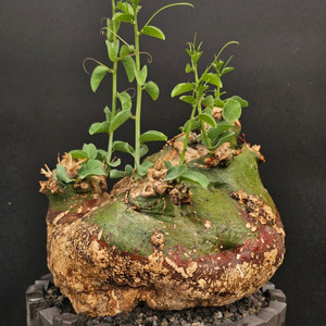 아데니아 스피노사 (아프리카식물/코덱스)