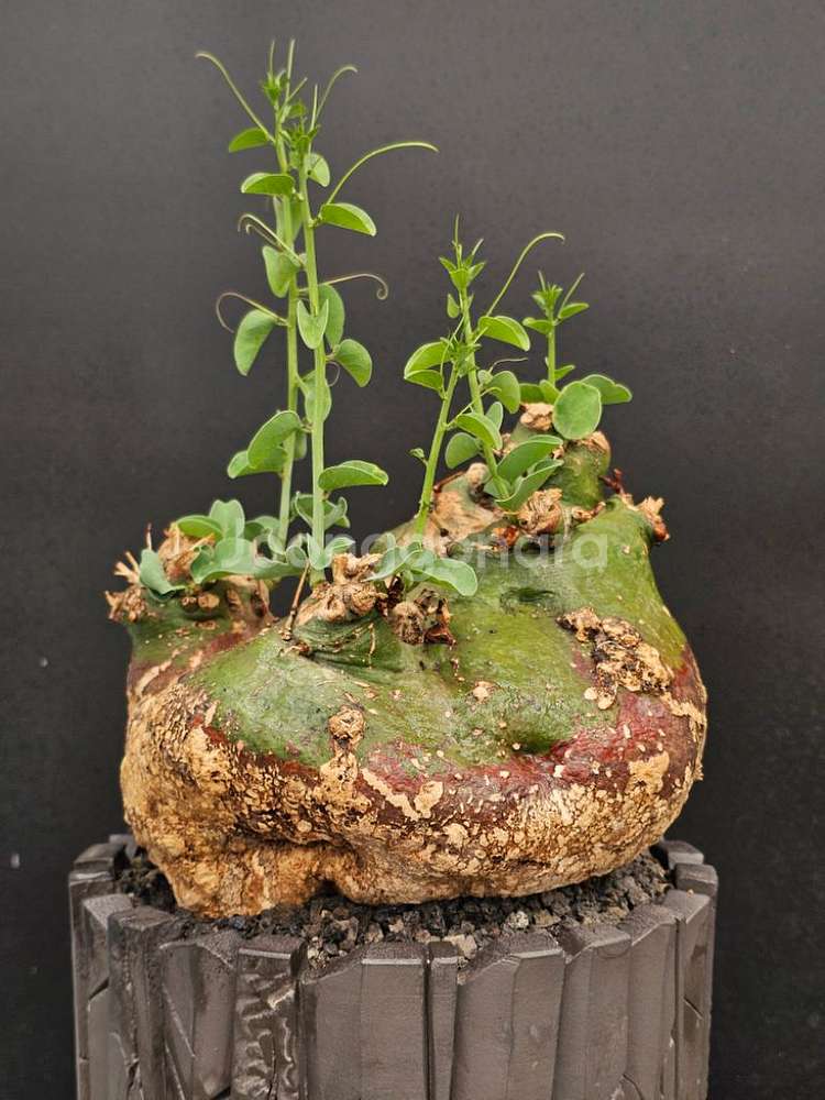 아데니아 스피노사 (아프리카식물/코덱스)--2