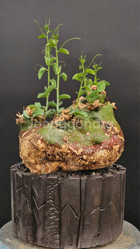 아데니아 스피노사 (아프리카식물/코덱스)--1