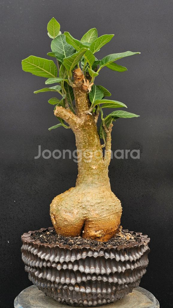 포케아 멀티플로라 (아프리카식물/코덱스)--0