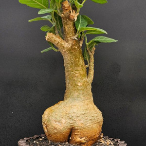 포케아 멀티플로라 (아프리카식물/코덱스)