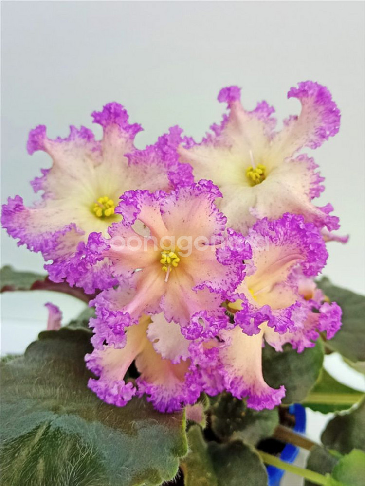 러시아 바이올렛) RM 앰버 프릴--0