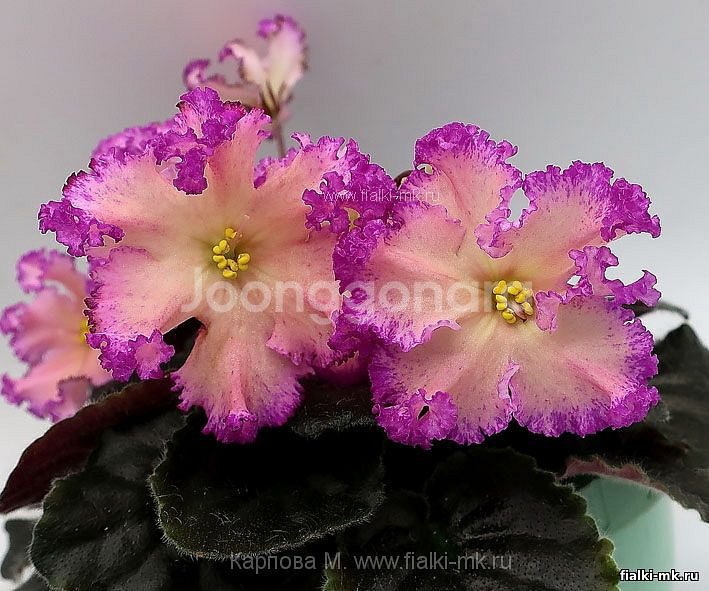 러시아 바이올렛) RM 앰버 프릴--1