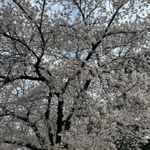 서든 5000sp 구매