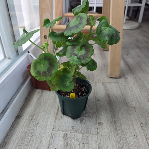 제라늄(모카씨)