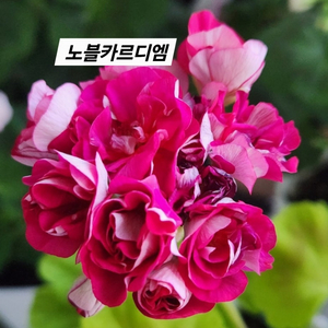 노블카르디엠 k제라늄