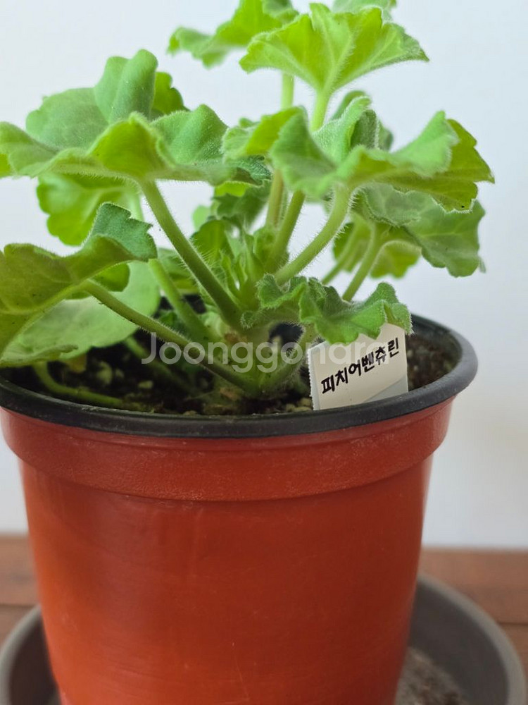 피치어벤츄린 제라늄 피치어벤츄리--3