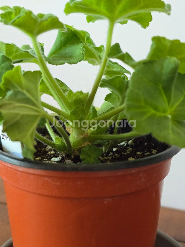 피치어벤츄린 제라늄 피치어벤츄리--2