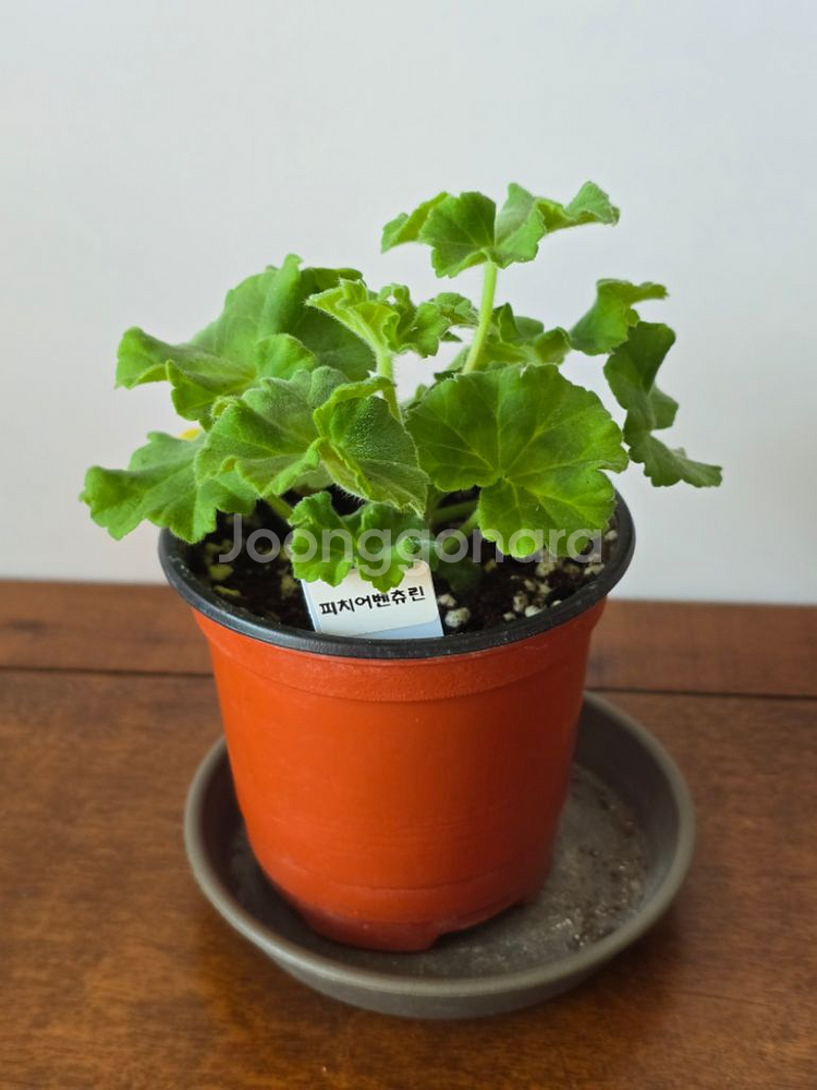 피치어벤츄린 제라늄 피치어벤츄리--1