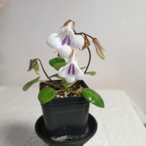 타미아나