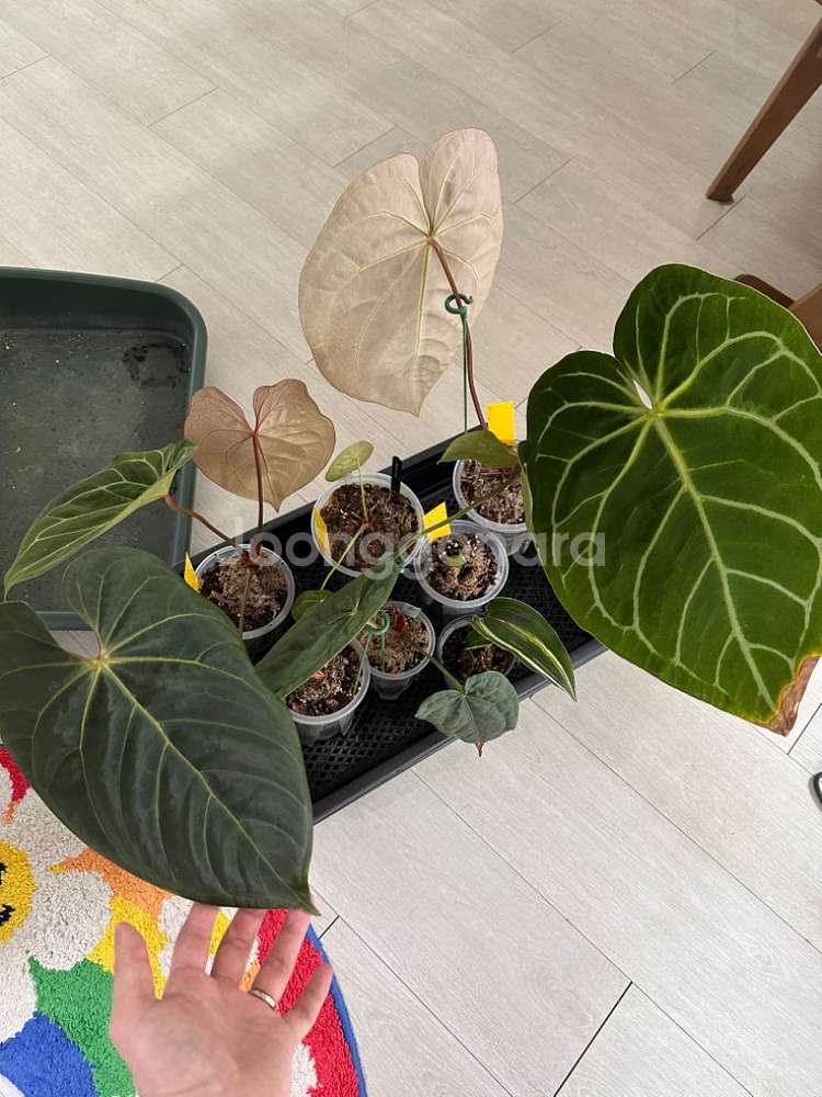 안스리움 다양하게 분양합니다--8