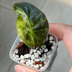 알로카시아 레갈쉴즈 옐로우 바리에가타