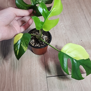 옐로우 무늬히메몬스테라