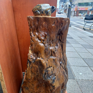 나무화석위에 스트로말라이트돌두꺼비