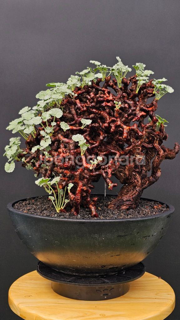 30센치 플분 최고퀄 펠라고니움 미라블 (아프리카식물)--0