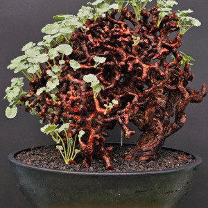 30센치 플분 최고퀄 펠라고니움 미라블 (아프리카식물)