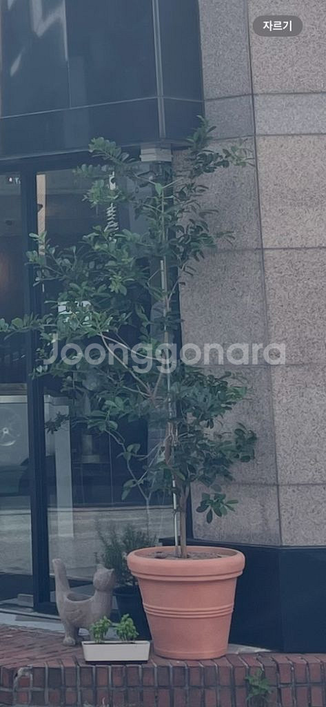 대형 식물 (화분 포함)--2