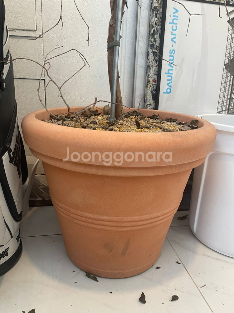 대형 식물 (화분 포함)--1