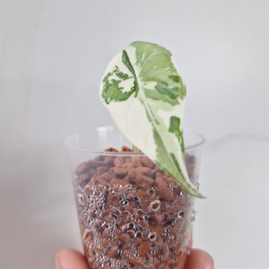 알로카시아 마하라니 바리에가타 자구묘