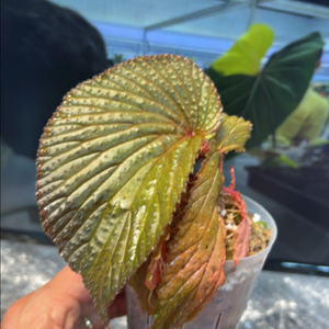 희귀식물, begonia lambii
