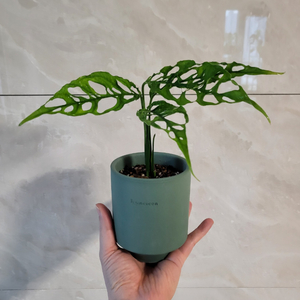 오블리쿠아페루