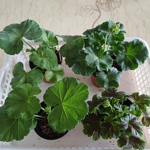 마라차라우니차외 제라늄3종