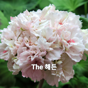 스텔라 제라늄 2종