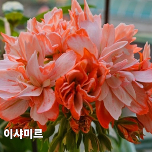 스텔라 제라늄 3종