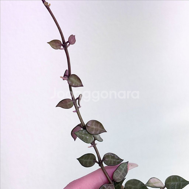 호야 라쿠노사 바리에가타 (할인--2