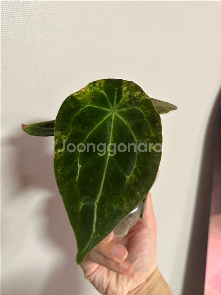 안스리움 파필x포게티 바리--1