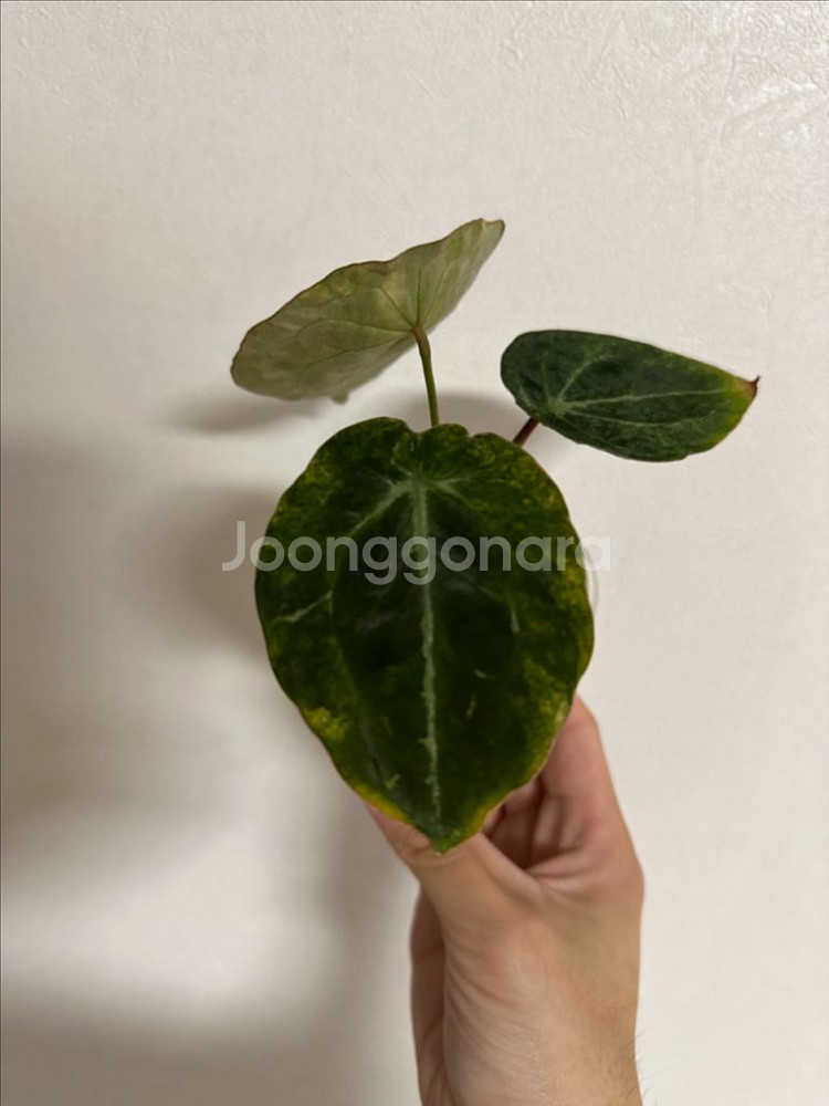 안스리움 파필x포게티 바리--3
