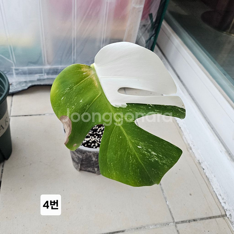 알보 몬스테라 바리에가타--4