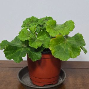 꾸비돈 러시아제라늄