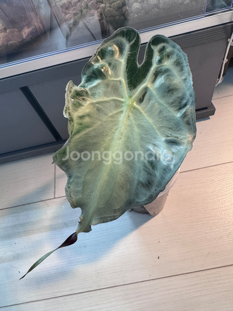 알로카시아 베놈1--0
