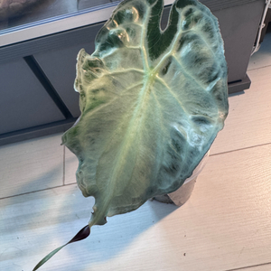 알로카시아 베놈1