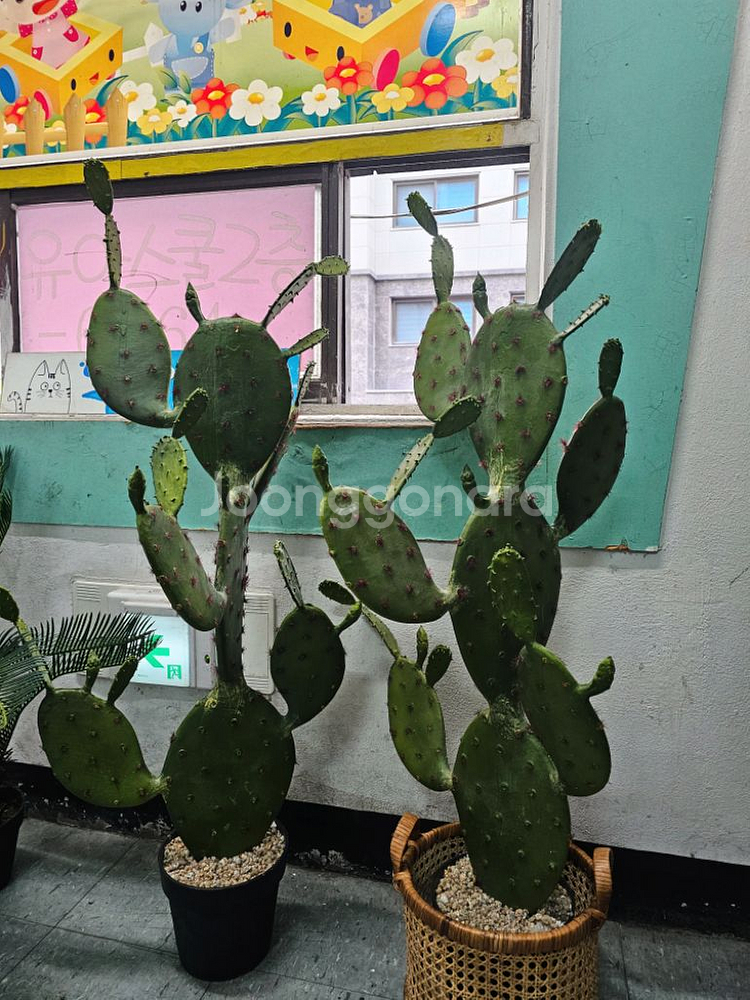 인테리어화분 조화 선인장 극락조 팝니다(조화)--2