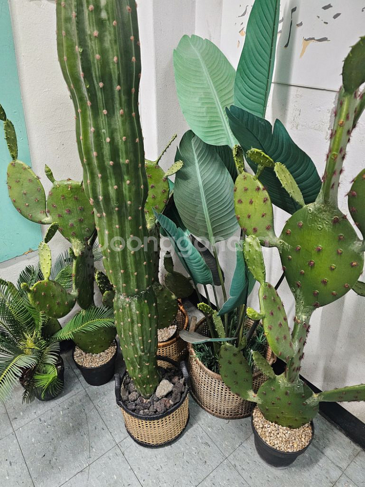 인테리어화분 조화 선인장 극락조 팝니다(조화)--0