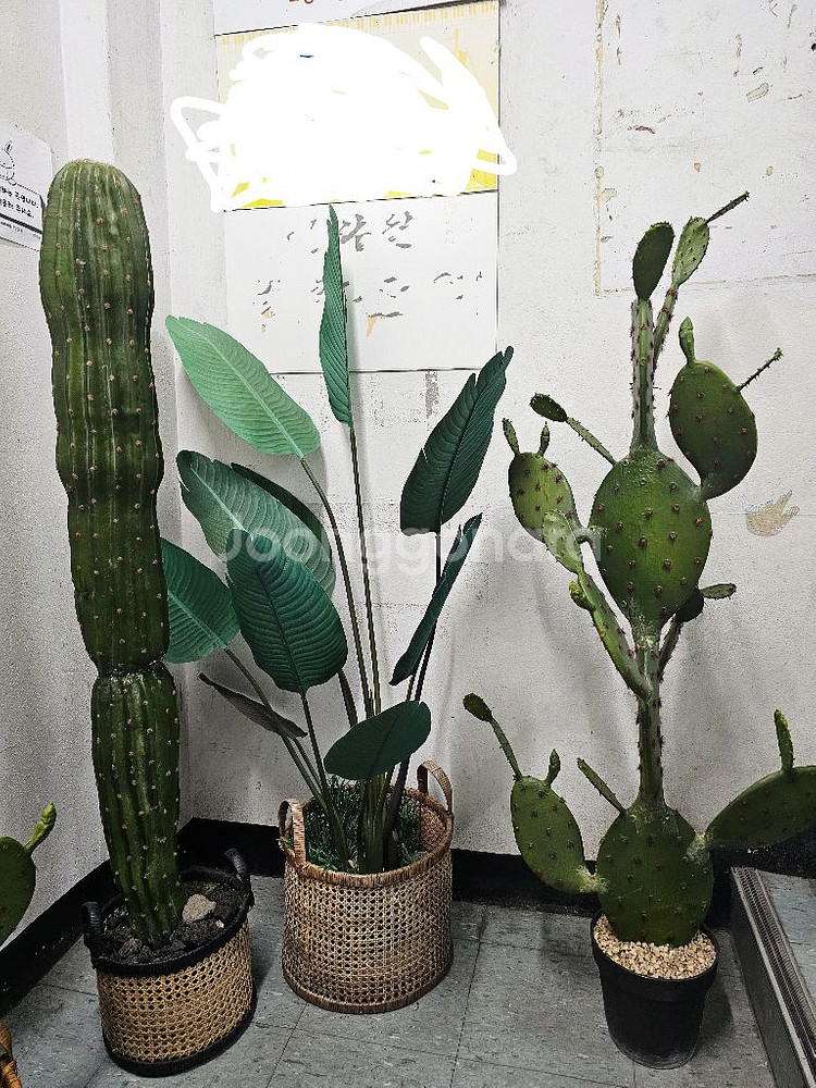 인테리어화분 조화 선인장 극락조 팝니다(조화)--1