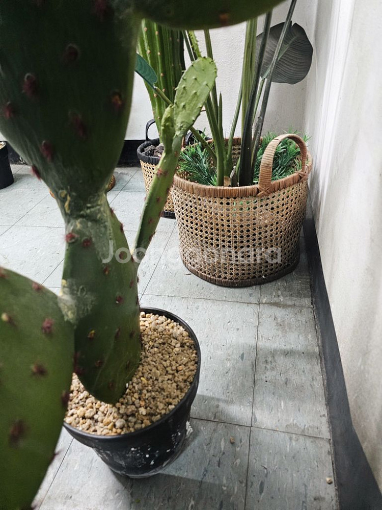 인테리어화분 조화 선인장 극락조 팝니다(조화)--5