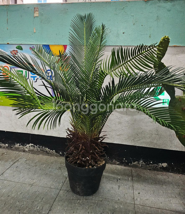 인테리어화분 조화 선인장 극락조 팝니다(조화)--3