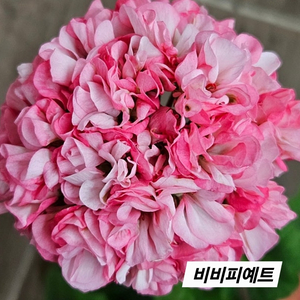비비피예트K제라늄