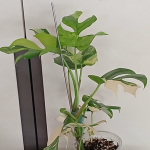 옐로우 히메 몬스테라