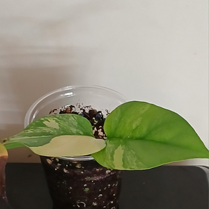 옐로우 히메 몬스테라