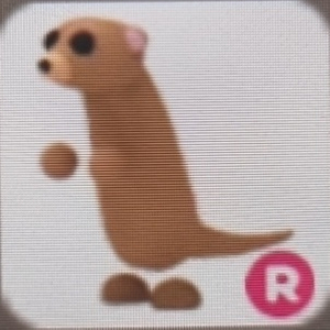 입양하세요 미어캣 팝니다