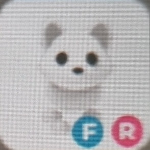 입양하세요 북극여우 팝니다