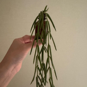 호야 리네아리스