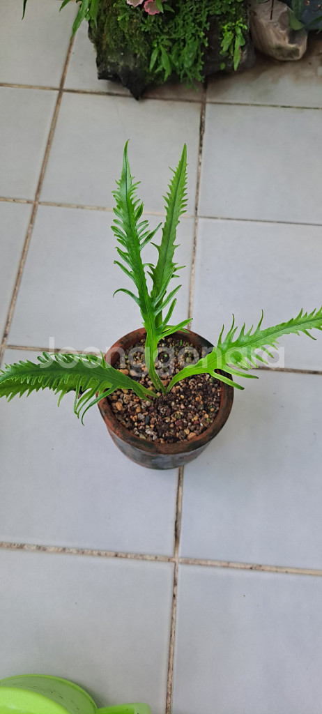 비룡일엽초고사리.--1