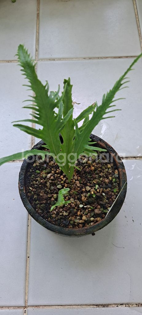 비룡일엽초고사리.--0