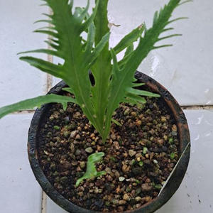 비룡일엽초고사리.