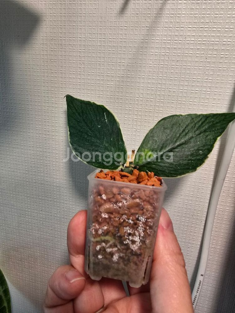 호야 폴리네우라 알보--0